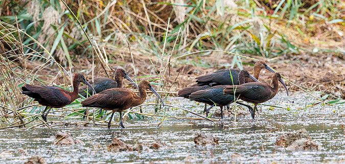 ibis kasztanowaty  - Damian Mikulski