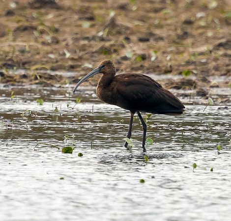 ibis kasztanowaty  - Damian Mikulski