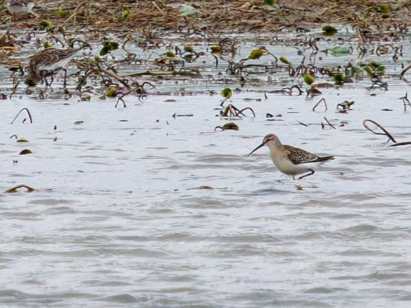 Sichelstrandläufer  - Damian Mikulski