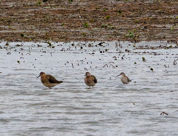 biegus krzywodzioby  - Damian Mikulski