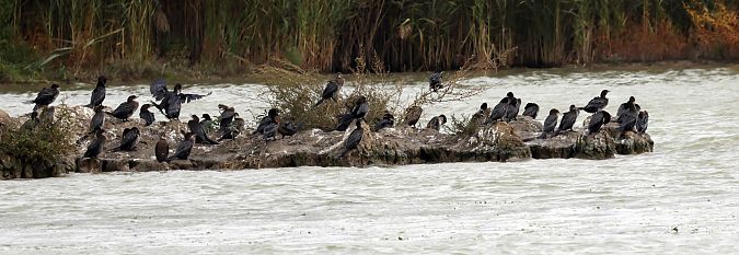 kormoran mały  - Damian Mikulski