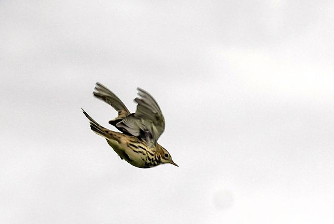 świergotek rdzawogardły  - Damian Mikulski