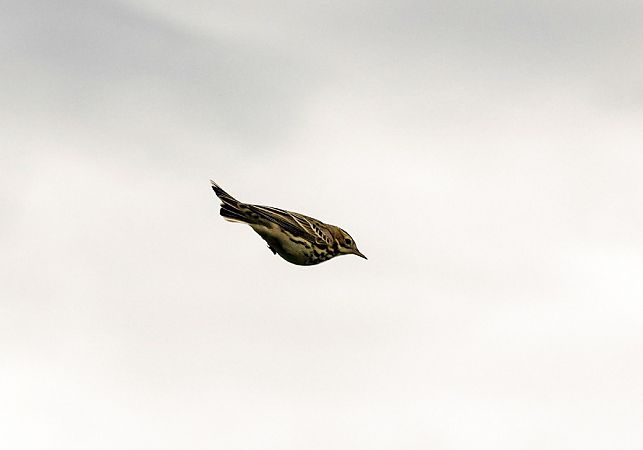 Rotkehlpieper  - Damian Mikulski