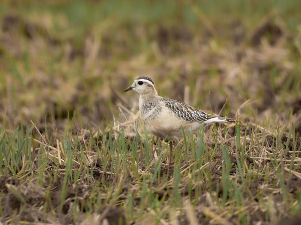 Eurasian Dotterel  - Tomasz Wicherek