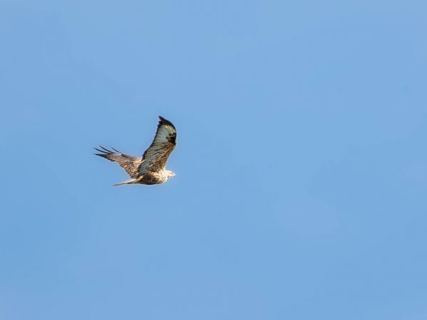 Long-legged Buzzard  - Tomasz Wicherek