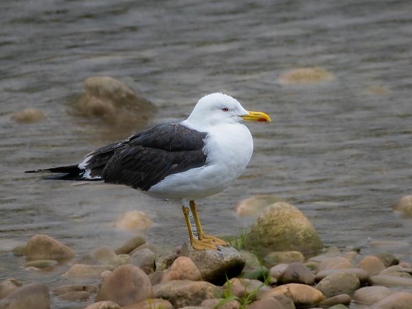 Heringsmöwe  - Tomasz Wicherek