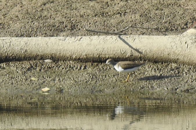 Flussuferläufer  - Dawid Ciosek