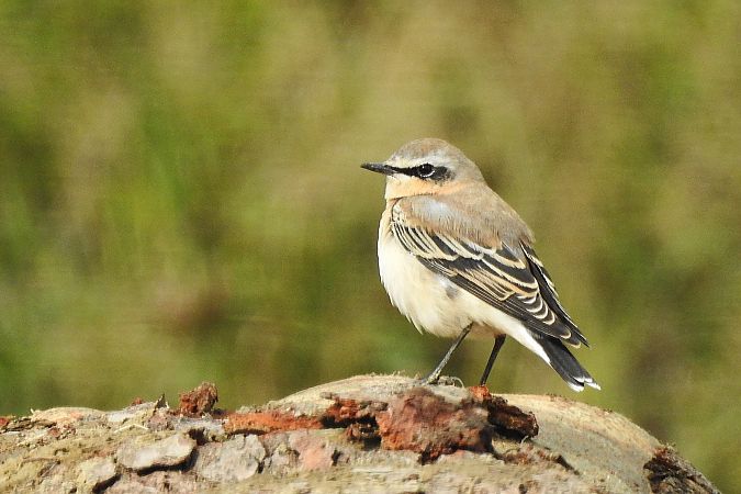 Northern Wheatear  - Dawid Ciosek