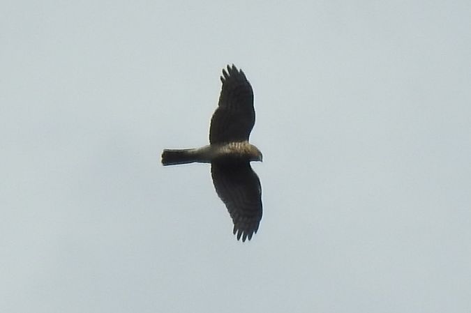 jastrząb  - Dawid Ciosek