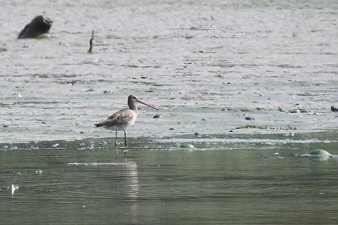 Black-tailed Godwit  - Dawid Ciosek