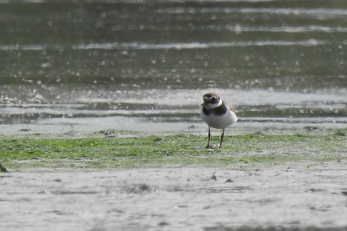 Common Ringed Plover  - Dawid Ciosek