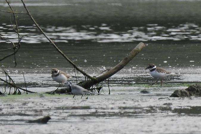 Grand Gravelot  - Dawid Ciosek