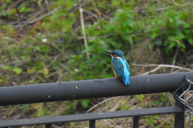 Eisvogel  - Dawid Ciosek