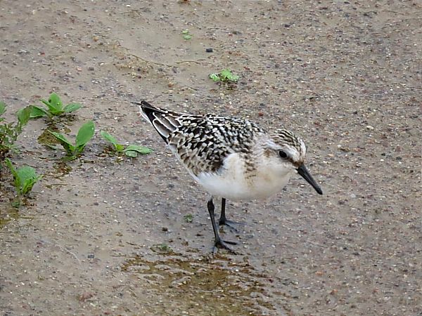 Sanderling 