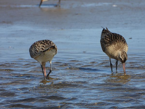 Bar-tailed Godwit  - Daniel Boruchalski