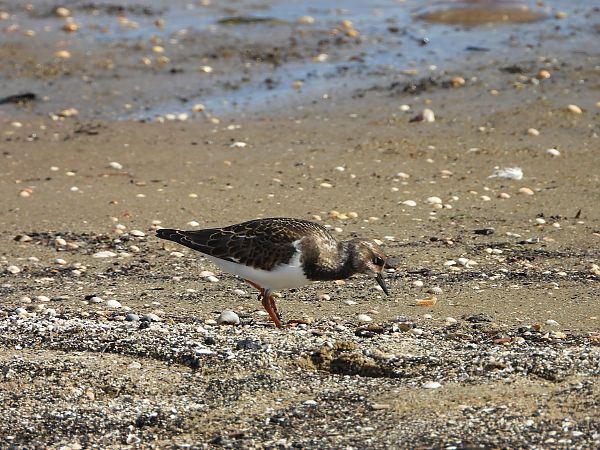 Ruddy Turnstone  - Daniel Boruchalski