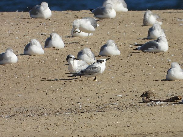 Sandwich Tern  - Daniel Boruchalski