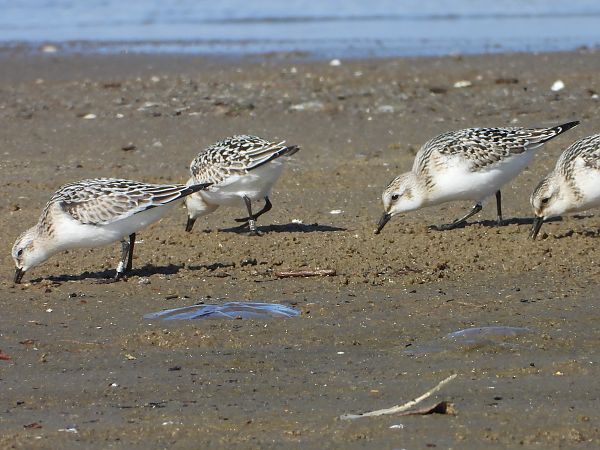 Sanderling  - Daniel Boruchalski
