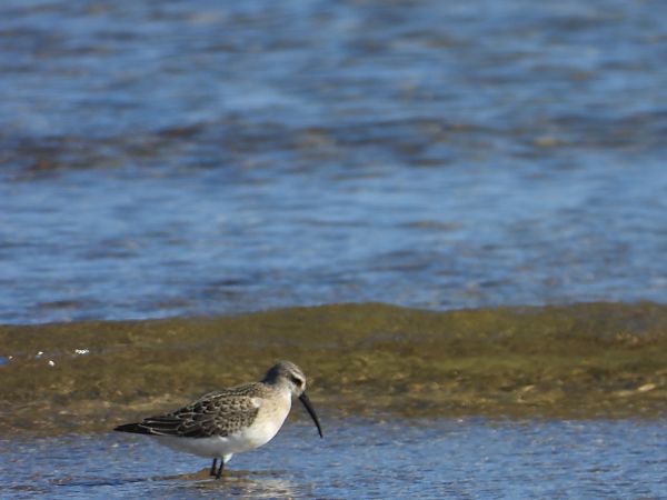Curlew Sandpiper  - Daniel Boruchalski