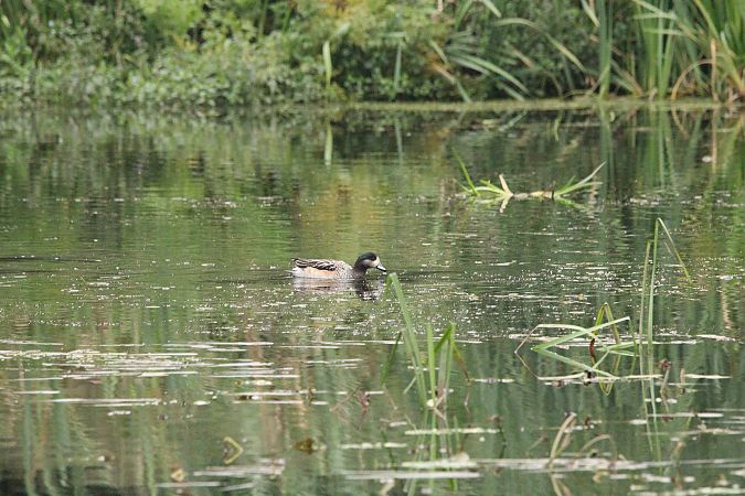 Chiloe Wigeon  - Brunon Kwasik