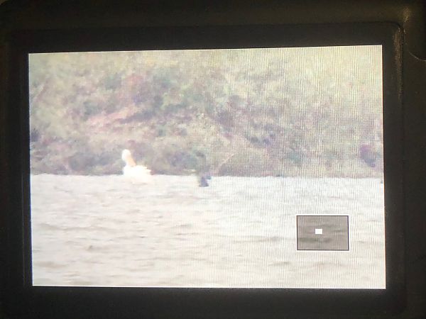 Dalmatian Pelican  - Brunon Kwasik