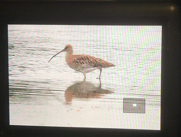 Grosser Brachvogel  - Brunon Kwasik