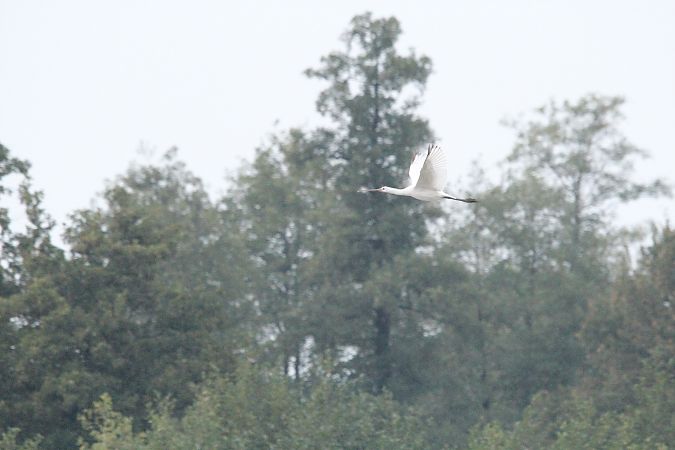 warzęcha  - Brunon Kwasik