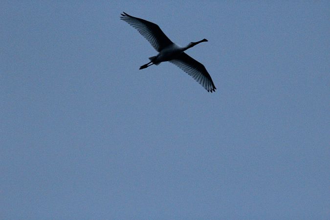 Spatule blanche  - Brunon Kwasik