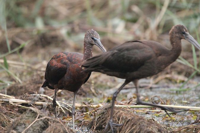 Sichler  - Brunon Kwasik
