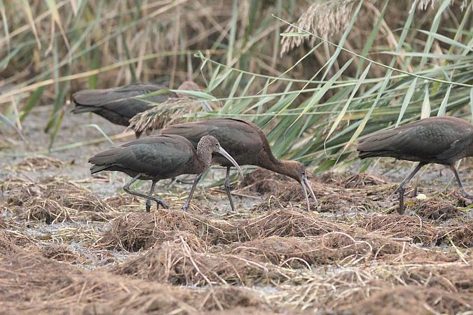 Ibis falcinelle  - Brunon Kwasik