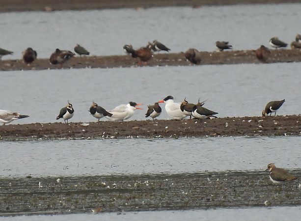 Caspian Tern  - Tomasz Rygiel