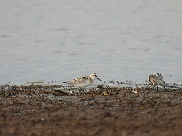 Sanderling  - Tomasz Rygiel