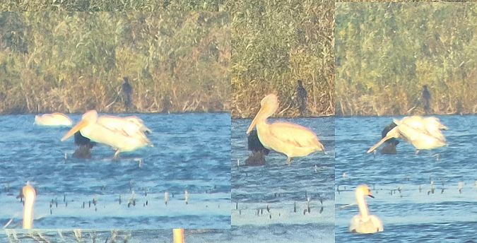 pelikan kędzierzawy  - Tomasz Kulakowski