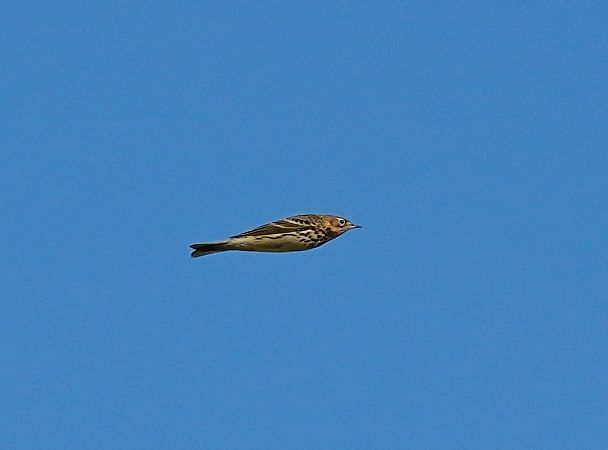 Pipit à gorge rousse  - Grzegorz Grygoruk