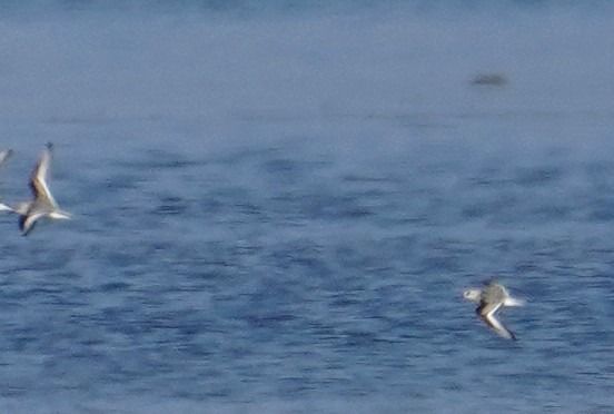 Sanderling  - Grzegorz Grygoruk
