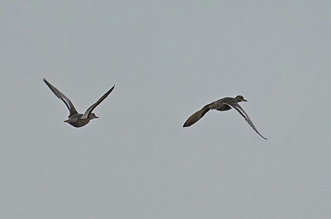Garganey  - Grzegorz Grygoruk