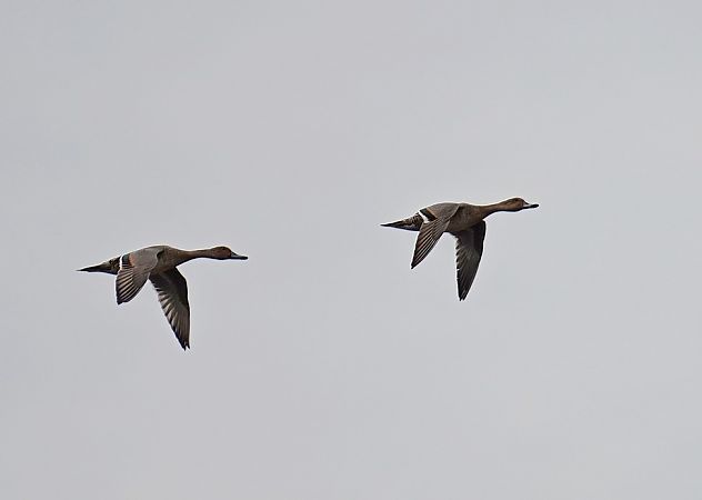 Northern Pintail  - Grzegorz Grygoruk