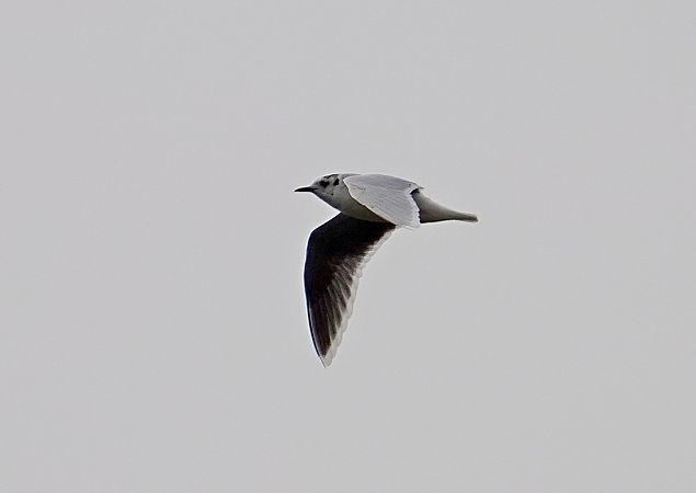 Little Gull  - Grzegorz Grygoruk