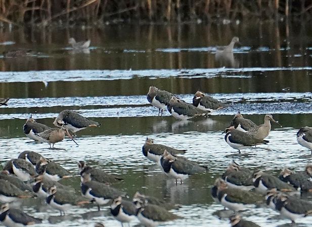 Barge rousse  - Grzegorz Grygoruk