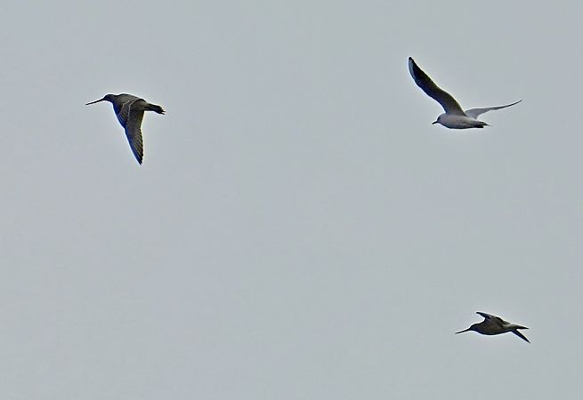 szlamnik  - Grzegorz Grygoruk