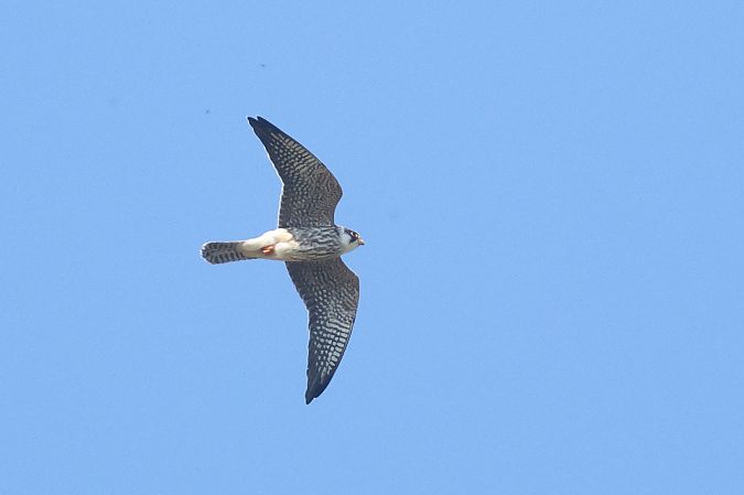 Red-footed Falcon  - Łukasz Krajewski