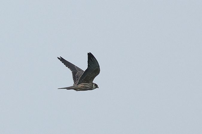 Red-footed Falcon  - Łukasz Krajewski
