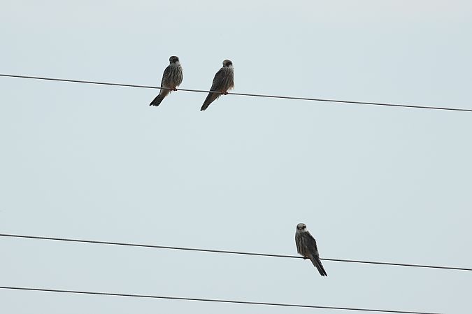 Red-footed Falcon  - Łukasz Krajewski