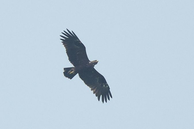 Greater Spotted Eagle  - Łukasz Krajewski