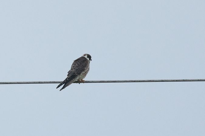 Red-footed Falcon  - Łukasz Krajewski