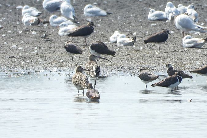 Eurasian Curlew  - Justyna Krawczyk