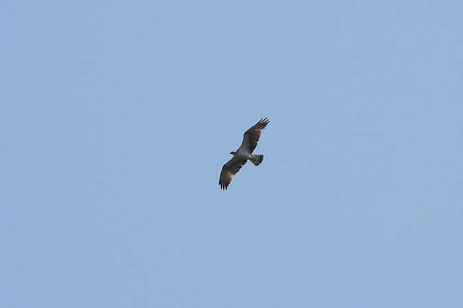 Osprey  - Justyna Krawczyk
