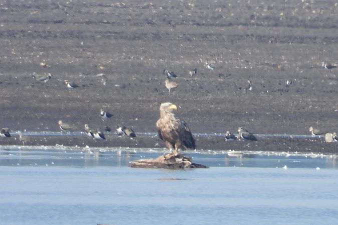 Seeadler  - Justyna Krawczyk