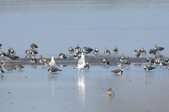 Pied Avocet  - Justyna Krawczyk