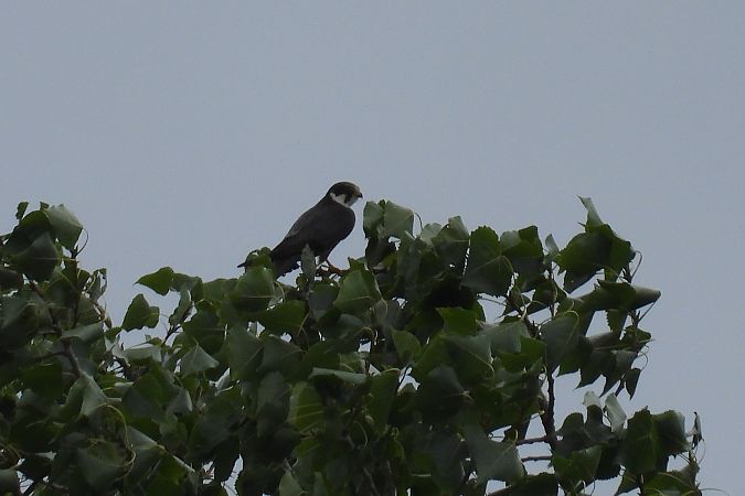 kobuz  - Justyna Krawczyk